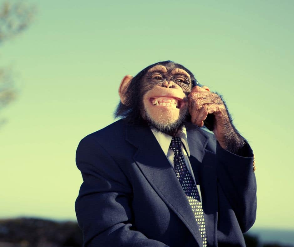 Don't trust a monkey to do your legal work unless he took the Bar. If you want the best legal advice, you need to hire the best local DUI or criminal defense attorney in your area.